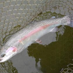 大安トラウトレイク 釣果